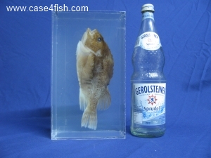 Foto Galerie/Perciformes/Cottoidei/Cyclopterus lumpus/Cyclopterus lumpus_08_S.jpg